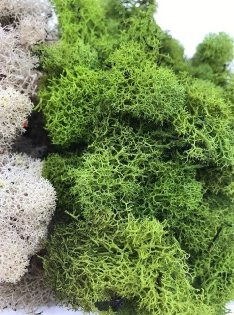 MOSS - Preserved Reindeer MOSS - Dark Green Natural Spring MIX